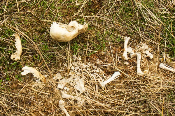 Skuul Bones Animal Grasses — Stock Photo, Image