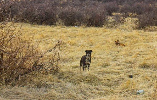 Två Herrelösa Hundarna Ute Fältet — Stockfoto