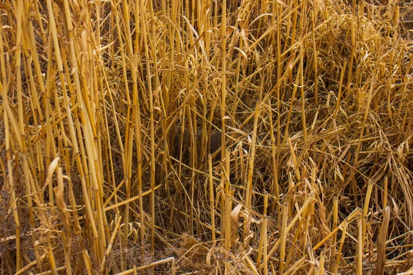 Campo Seco Trigo Gramíneas Secadas Amarelas — Fotografia de Stock