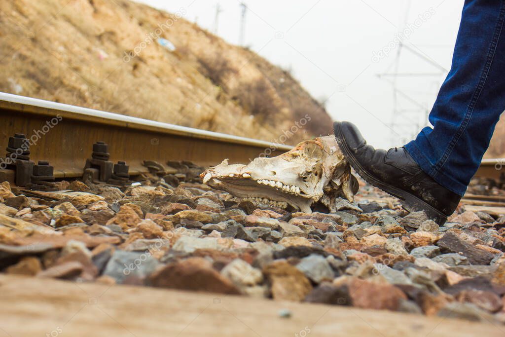 mans foot on the animals skull on railway