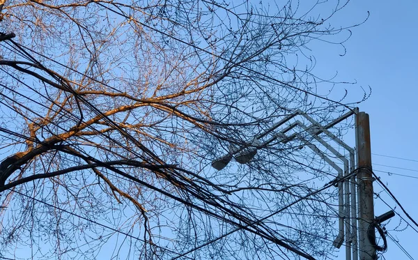 Drzewo Kolumna Elektryczna Tle Błękitnego Nieba — Zdjęcie stockowe