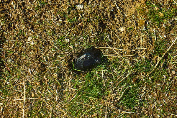 Черный Камень Земле Зелеными Пятнами — стоковое фото