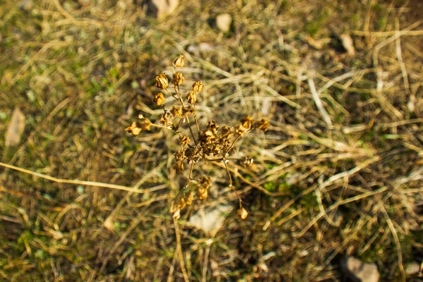 Bulanık Arkaplanda Sarı Bahar Çimeni — Stok fotoğraf