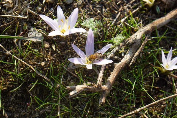 Ape Sul Fiore Primavera Giardino — Foto Stock