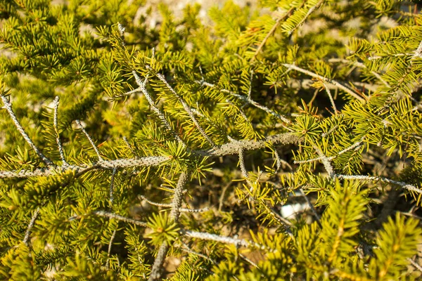 Pinheiro Primavera Fundo Verde — Fotografia de Stock