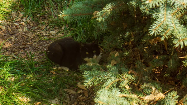 Musta Kissa Vihreän Männyn Alla — kuvapankkivalokuva
