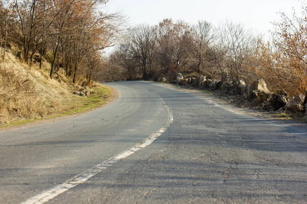 Road Forest Spring Trees — Stock Photo, Image