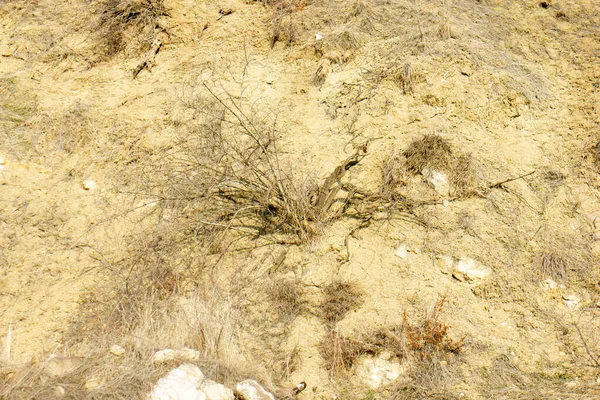 Les Herbes Jaunes Sur Sable — Photo