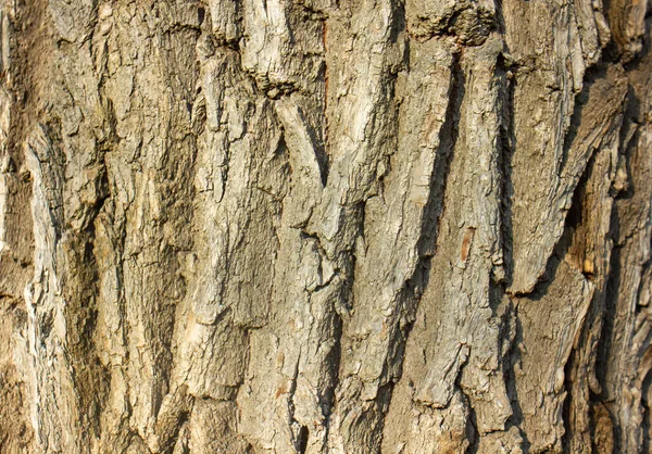 Abstract Bark Tree Pattern Bark Tree — Stock Photo, Image