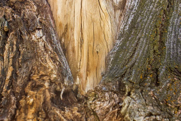 Corteza Del Árbol Corteza Patrón Del Árbol — Foto de Stock