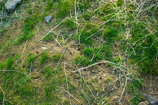 Ameisenhaufen Grünen Gras Wald — Stockfoto