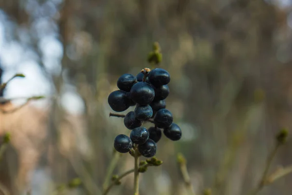 Fructe Padure Negre Ramură Fundal Neclar — Fotografie, imagine de stoc