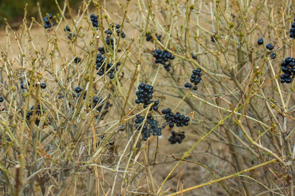 Black Berries Branches Forest — Stock Photo, Image