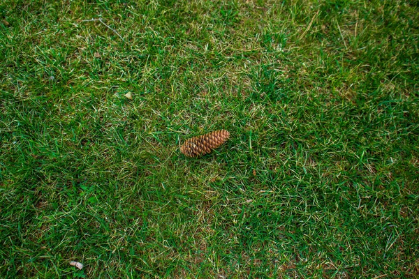 Der Schöne Kegel Auf Dem Grünen Gras — Stockfoto