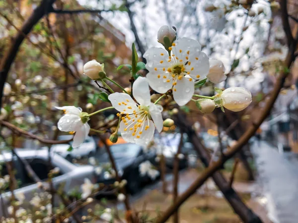 Весной Цветущая Вишня Размытом Фоне — стоковое фото