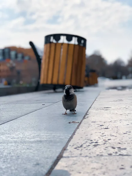 Krásný Pták Městě — Stock fotografie