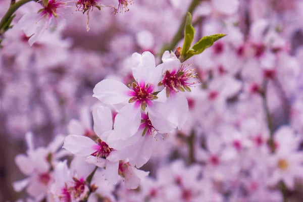 Flor Cerezo Primavera Flores Púrpuras Árbol Primavera — Foto de Stock