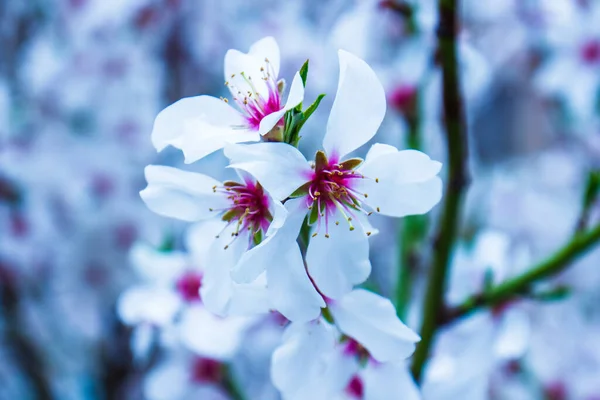 Körsbärsblomma Våren Vita Blommor Vårträdet — Stockfoto