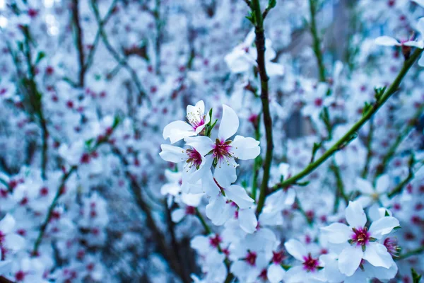 Flor Cerezo Primavera Flores Blancas Árbol Primavera — Foto de Stock