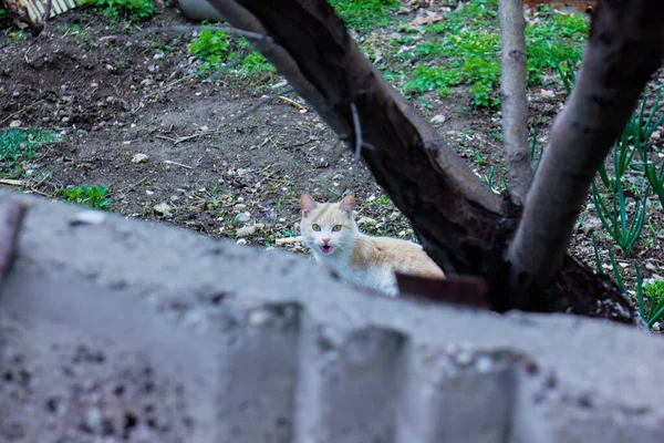 Belo Gato Sob Árvore Primavera — Fotografia de Stock