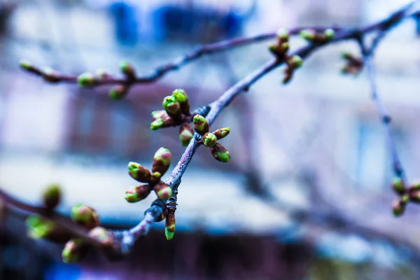Зеленая Ветвь Прекрасного Весеннего Цветущего Дерева — стоковое фото