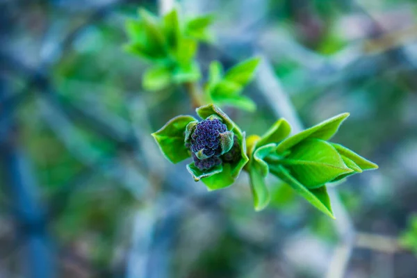 Baies Noires Sur Branche Verte Printemps — Photo