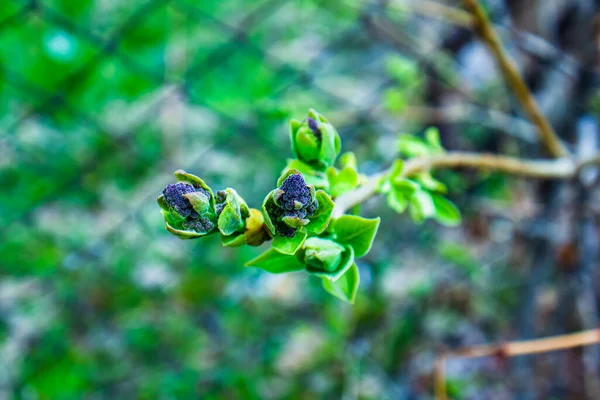 Чорні Ягоди Зеленій Гілці Весни — стокове фото