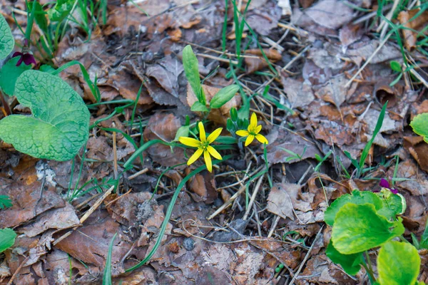 Yerdeki Sarı Bahar Çiçekleri — Stok fotoğraf