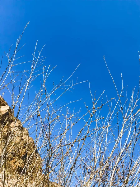 Mavi Gökyüzüne Karşı Ağaç Dalları — Stok fotoğraf