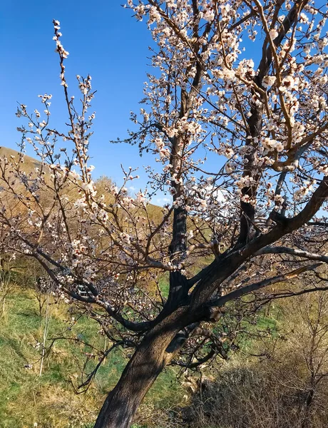 Der Schöne Baum Frühling Der Frühlingsblühende Baum Park — Stockfoto