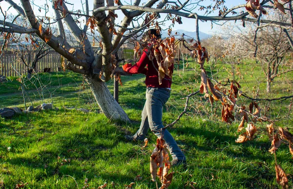 Uomo Taglia Albero Con Sega Uomo Che Lavora Giardino Albero — Foto Stock