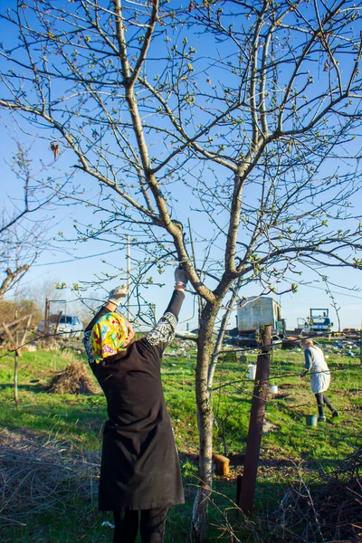 Una Anciana Corta Las Ramas Árbol Con Grandes Tijeras — Foto de Stock