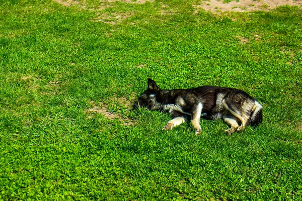 Cão Preto Grama Cão Está Dormindo Grama — Fotografia de Stock