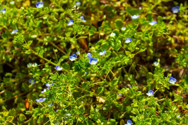 Roxo Pequenas Flores Nas Gramíneas Verdes — Fotografia de Stock