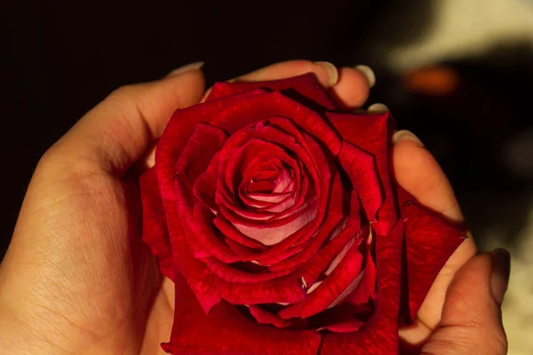 Bela Rosa Nas Mãos Rosa Vermelha Nas Mãos Rosa Vermelha — Fotografia de Stock