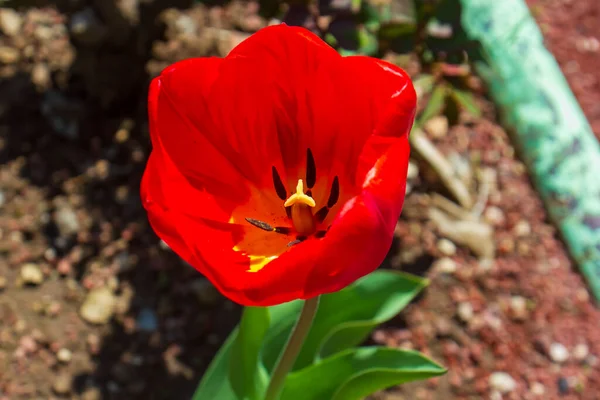 red tulip in the garden, red tulip in spring