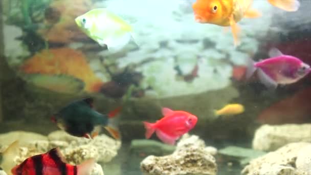 水族館の熱帯魚や魚のいる水族館 — ストック動画