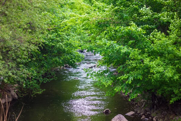 Маленька Річка Лісі Вода Тече Річку Тече Лісі — стокове фото