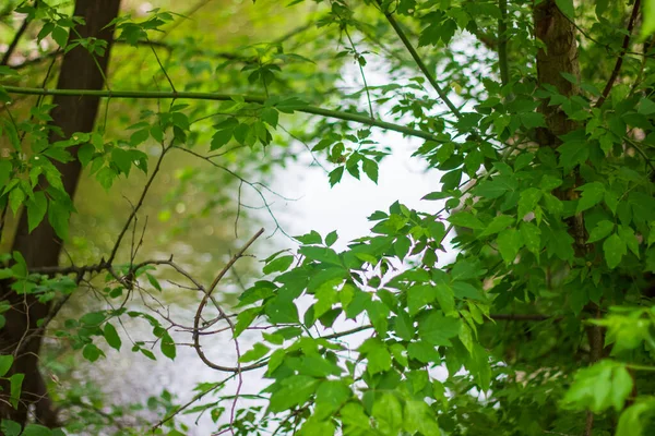 Hojas Verdes Bosque Árboles Verdes Verano Bosque Árboles Silvestres Bosque — Foto de Stock