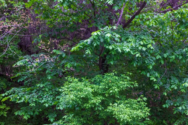 森の緑の葉森の緑の夏の木森の野生の木 — ストック写真