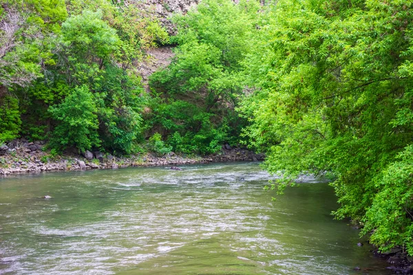 Маленька Річка Лісі Вода Тече Річку Тече Лісі — стокове фото