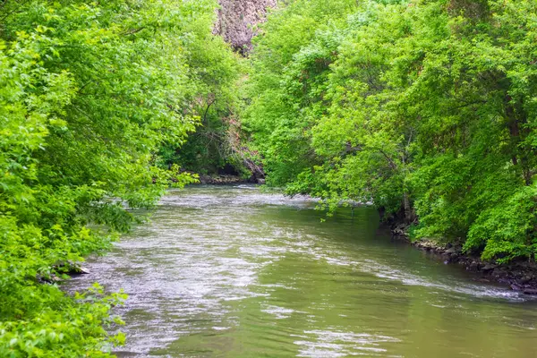 Маленька Річка Лісі Вода Тече Річку Тече Лісі — стокове фото