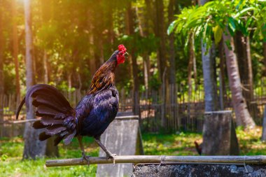 2017 Çin yeni yılı horoz / horoz. Kutlama backgro