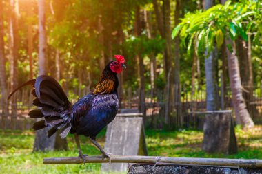 2017 Çin yeni yılı horoz / horoz. Kutlama backgro
