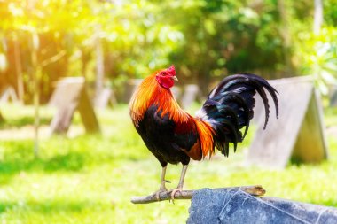 2017 Çin yeni yılı horoz / horoz. Kutlama backgro