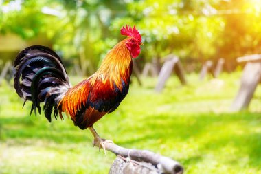 2017 Çin yeni yılı horoz / horoz. Kutlama backgro