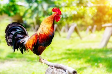 2017 Çin yeni yılı horoz / horoz. Kutlama backgro