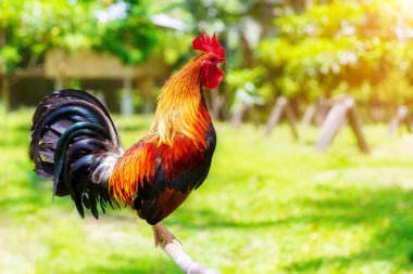 2017 Çin yeni yılı horoz / horoz. Kutlama backgro