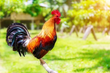 2017 Çin yeni yılı horoz / horoz. Kutlama backgro