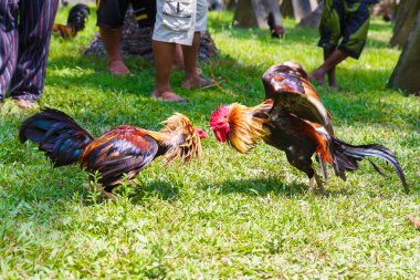 Philippine traditional cockfighting competition on green grass.  clipart